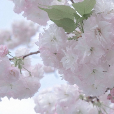 铁山福瑞交流群